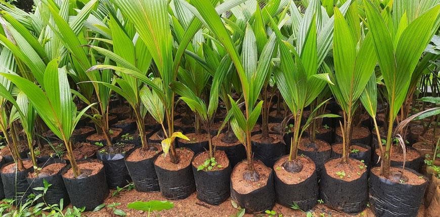Nursery Seedlings